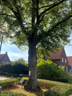 Hollandse linde (Wilhelminaboom) in Escharen krijgt TreeTag: deze boom doet véél meer dan je denkt!